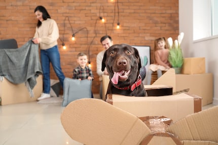 Chaque chien supporte différemment un déménagement, le mieux est que tout se passe dans le calme.