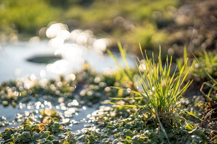 J’aime bien le bokeh du 50 mm F1.4 GM, bien qu’il soit un peu nerveux.