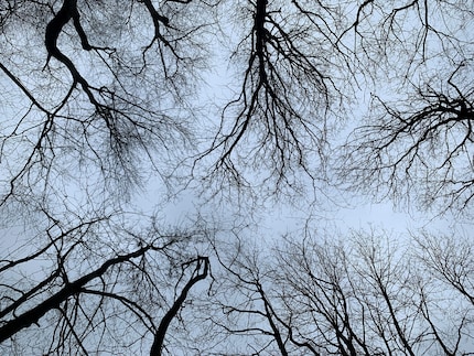 Même dénués de toute feuille, les arbres offrent une image fascinante en cette saison. 