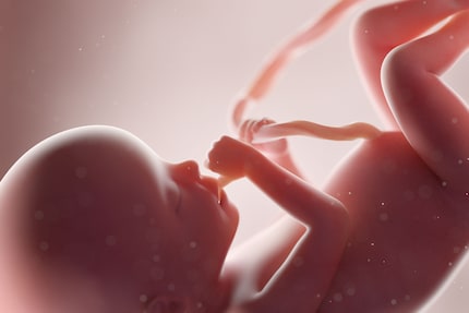Das Baby nuckelt im Mutterleib nicht nur an seinem Daumen, es spielt auch gerne mit der Nabelschnur.