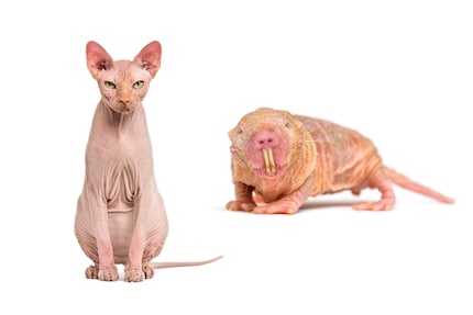Gatto Sfinge ipoallergenico vs. ratto talpa nudo: la somiglianza è innegabile.