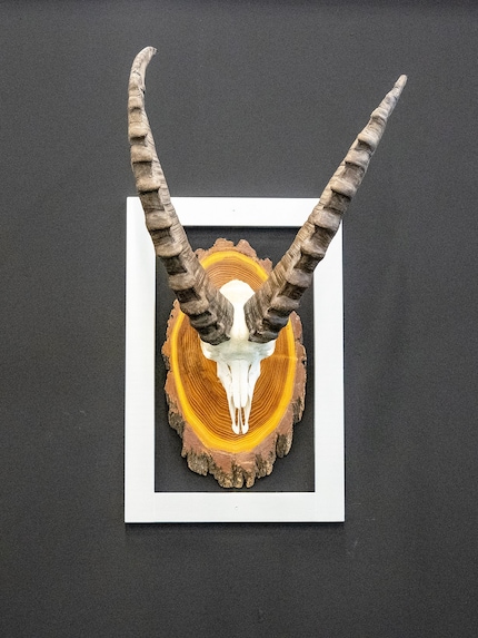 Objet d’art : ce n’est pas en exhibant des trophées de chasse que l’on va me séduire.