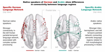 Réseaux linguistiques | Chez les sujets de langue maternelle allemande, les connexions au sein de l'hémisphère gauche sont plus fortes, chez ceux de langue maternelle arabe, les connexions entre les hémisphères.