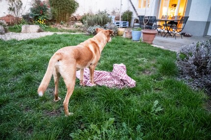 Mac will mit seiner Decke spielen.