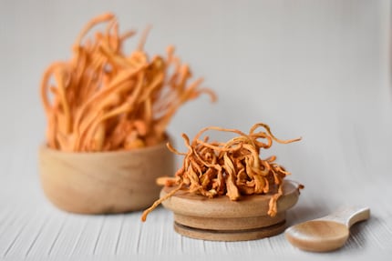 Les champignons du genre cordyceps sont utilisés en médecine chinoise depuis plus de 1500 ans. 