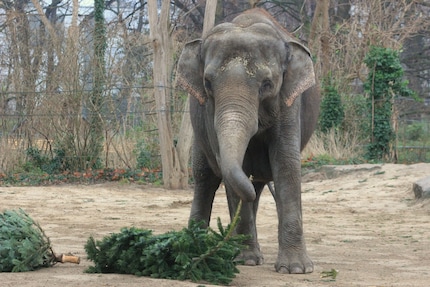 Elephant Pang Pha not only likes bananas, but also fir trees.