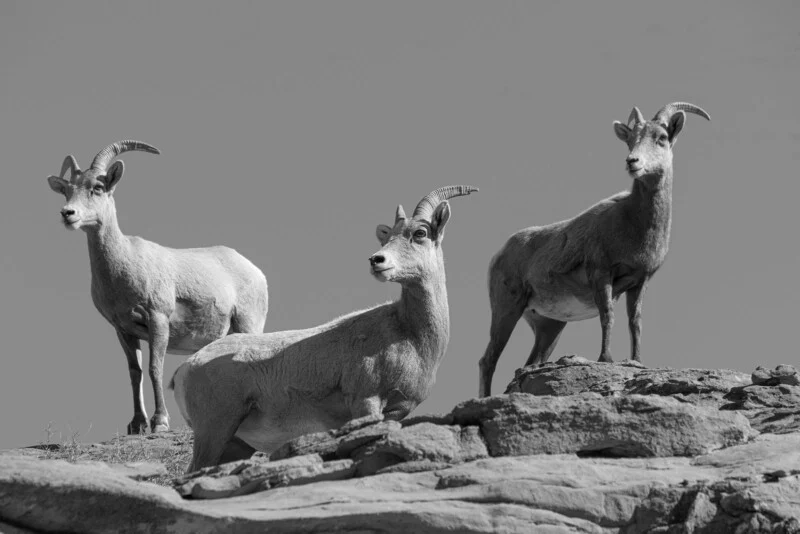 Les images en noir et blanc se nourrissent d'un éventail de valeurs tonales aussi large que possible.