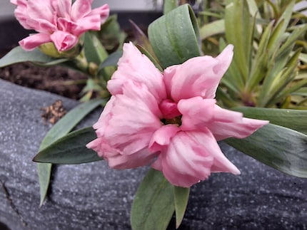 L’appareil photo macro est satisfaisant pour des photos artistiques...