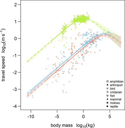 Vitesse et masse corporelle | Selon les calculs biophysiques, la vitesse et la masse corporelle sont plus élevées que la masse corporelle.la vitesse d'endurance d'une espèce animale (axe des y, tracé logarithmique) commence par augmenter avec la masse corporelle (axe des x, tracé logarithmique), puis diminue après avoir atteint un sommet. Les courbes en traits pleins et en pointillés ont été obtenues à l'aide d'un modèle mathématique ; les points représentent des données empiriques mesurées chez diverses espèces. Le tout est représenté pour les êtres vivants qui volent (vert), marchent (rouge) et nagent (bleu). La légende en bas à droite explique plus en détail de quels groupes d'animaux proviennent les mesures.