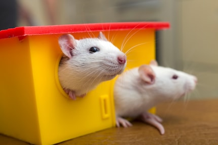 Ratten können geeignete Einstiegshaustiere für Kinder sein. Ratten sollten übrigens nie alleine gehalten werden, weil sie sehr soziale Tiere sind.