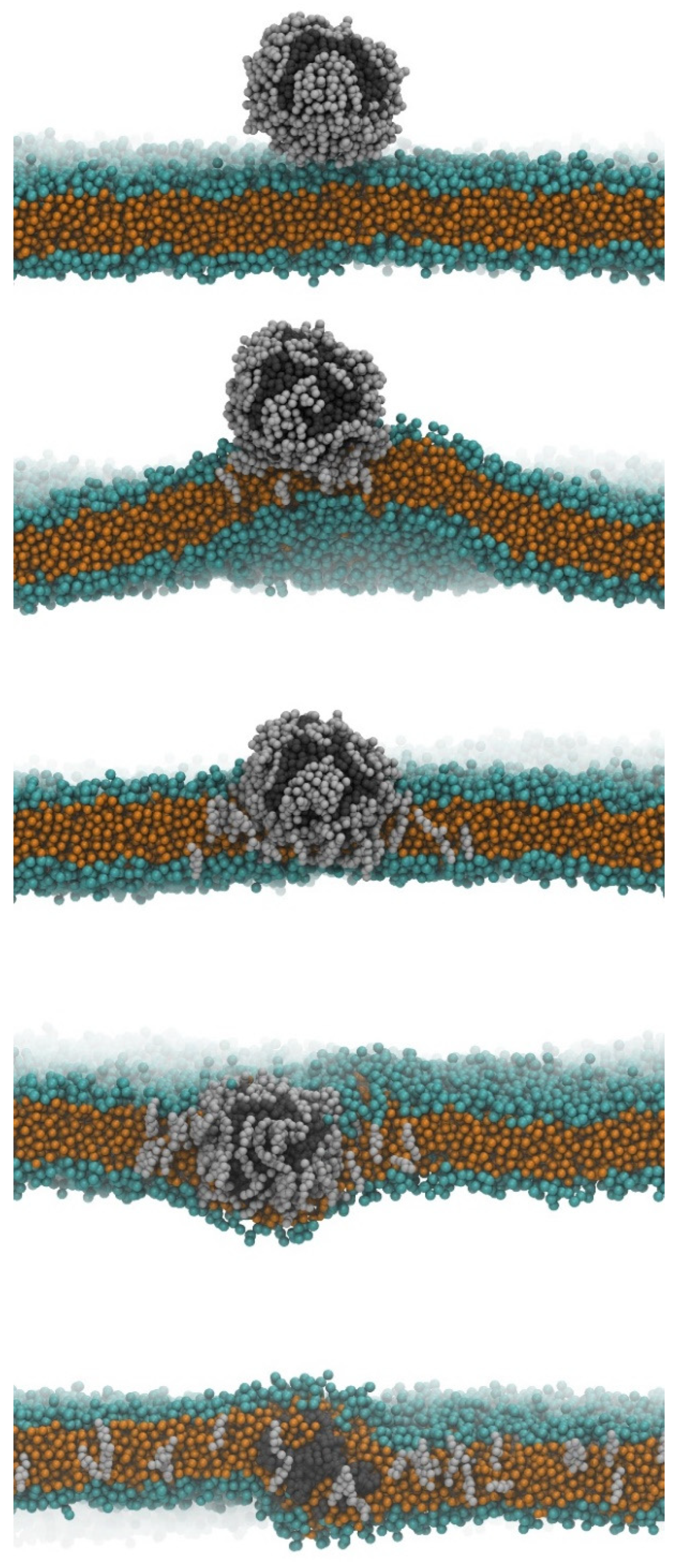 Simulazione di un modello di barriera emato-encefalica: le particelle di plastica sono avvolte da un guscio di molecole di colesterolo, che consente loro di passare attraverso la doppia membrana nel cervello. 