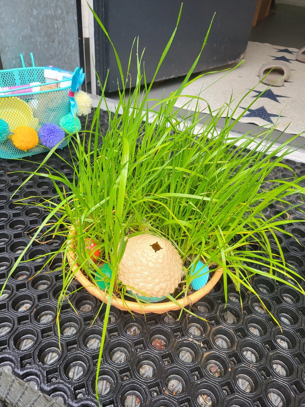 Ero verde d'invidia: dopo pochi giorni, l'erba cresce nel giardino fatato di mia figlia.