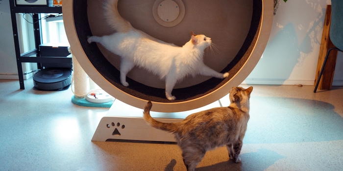 Go cat wheel top