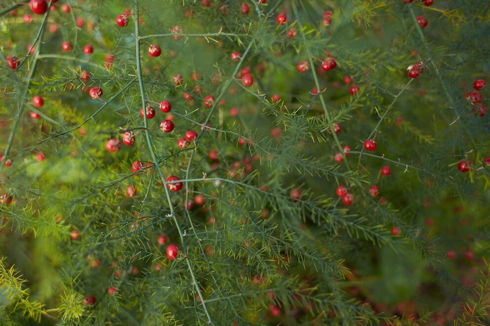 Achtung: Die kleinen, leuchtend roten Beeren der Spargelpflanze sind leicht giftig.