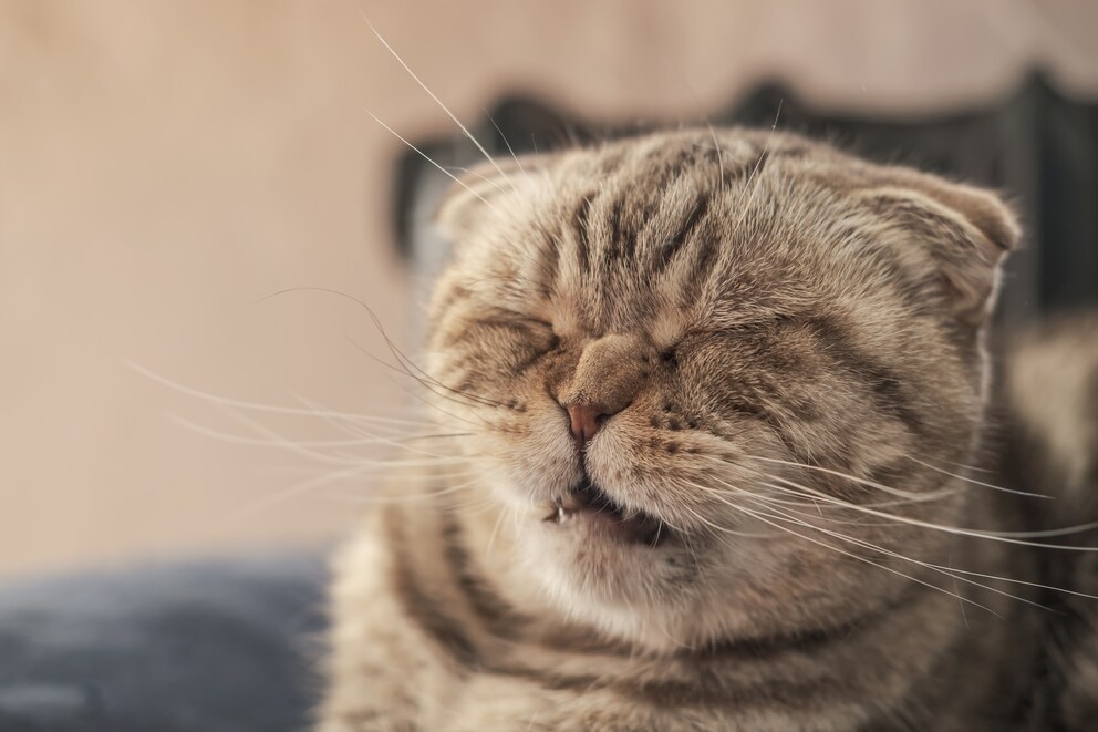 Il micio può tirare un sospiro di sollievo: il raffreddore da fieno felino può essere curato.