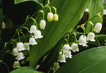 Le muguet est toxique : de la fleur à la feuille