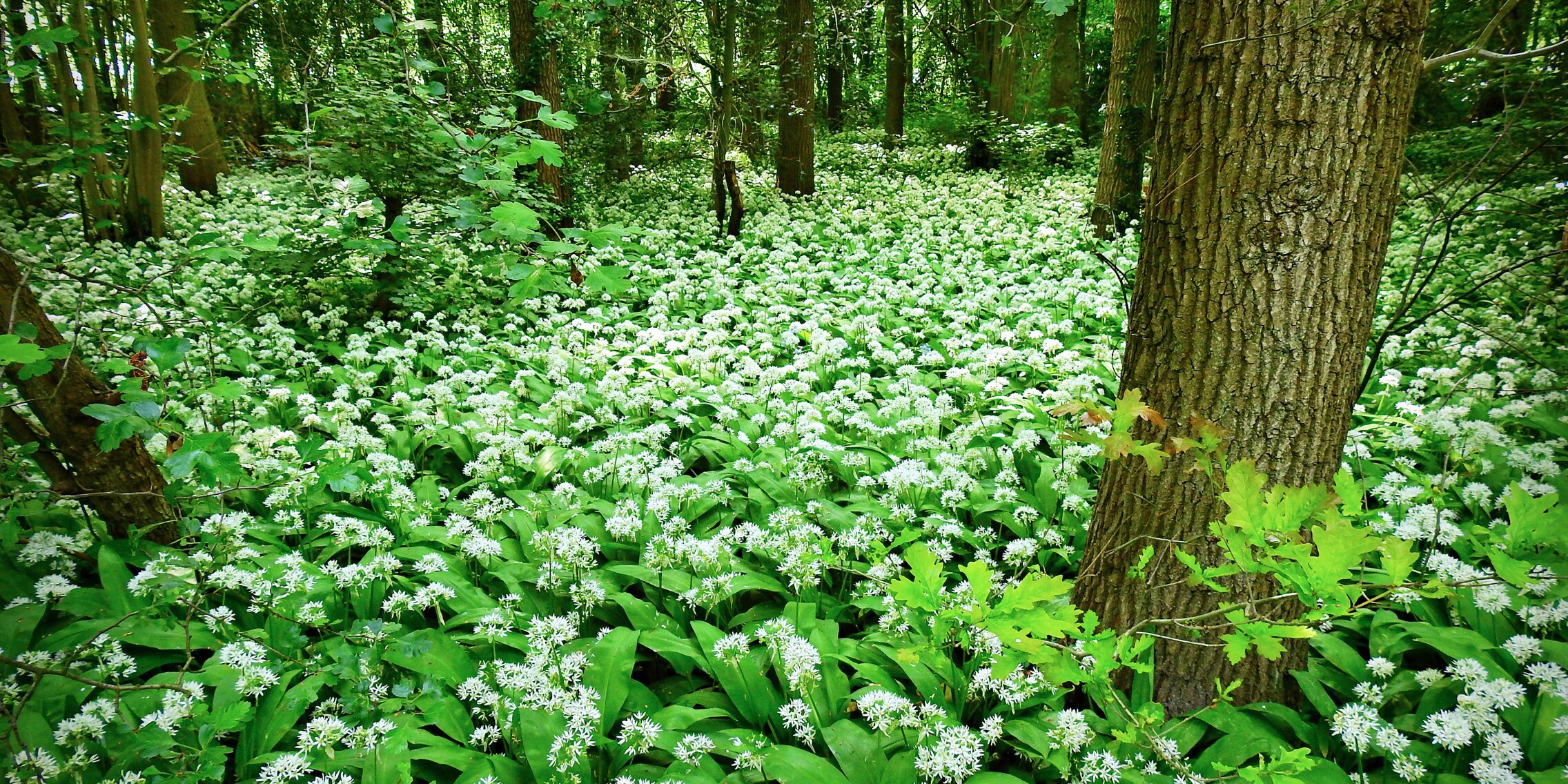 Watch out for poisonous wild garlic lookalikes Galaxus