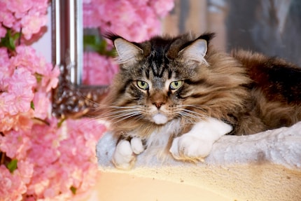 Everything at a glance: Aeschimann’s cat Winnie prefers the topmost hammock on the cat tree.
