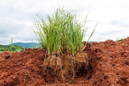 Vetiver grass with root system.
