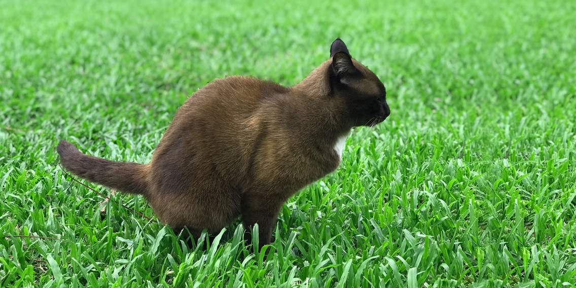 Is your garden the neighbourhood cat toilet Here s what you can do Galaxus