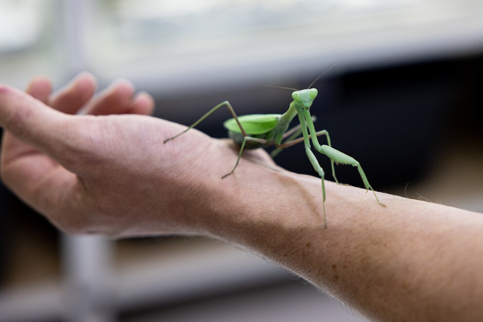 Dass die Indische Gottesanbeterin ruhig auf Simone Piovans Hand sitzen bleibt, ist kein Zufall: Hat sie genug zu fressen und gefällt ihr das Klima, kann sie über Monate am selben Ort verharren.