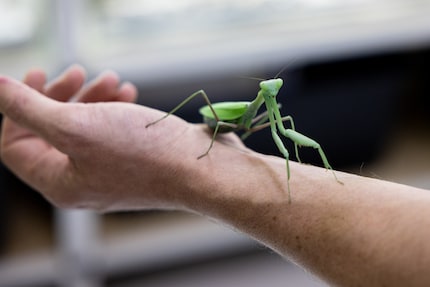Non è un caso che la mantide religiosa indiana sieda tranquillamente sulla mano di Simone Piovan: se ha abbastanza da mangiare e le piace il clima, può rimanere nello stesso posto per mesi.