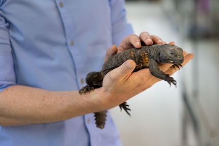 Simone Piovan non vende il drago dalla coda spinosa. L'allevamento richiede troppo tempo ed è troppo esigente. Tuttavia, è un animale molto affascinante.