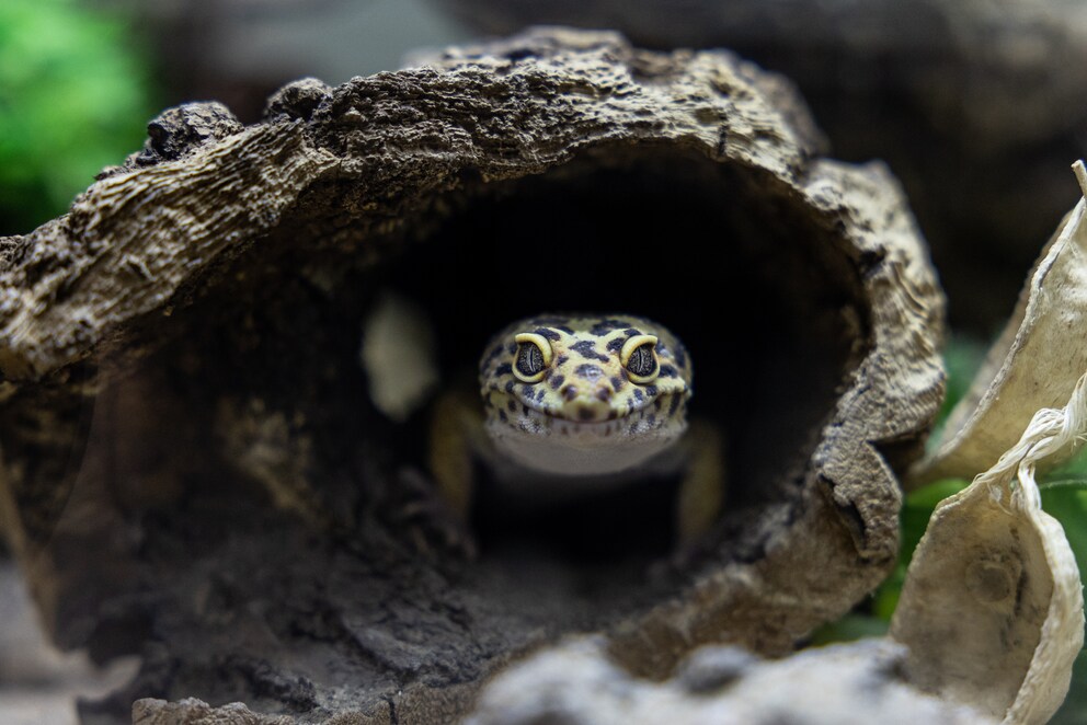 Der Leopardgecko verzeiht Haltungsfehler eher als andere Tropentiere. Trotzdem muss das Tier sehr sorgfältig behandelt werden.
