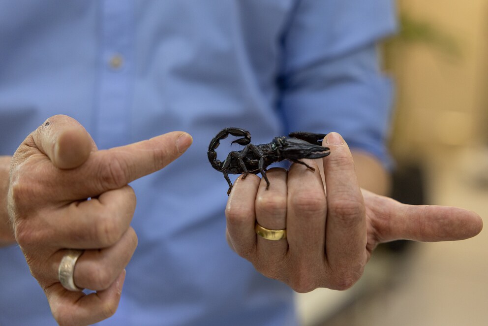 Avec ses grosses pinces, le scorpion fait forte impression. 