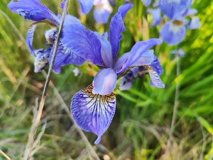 Prise macro avec le Xiaomi 13 Lite.