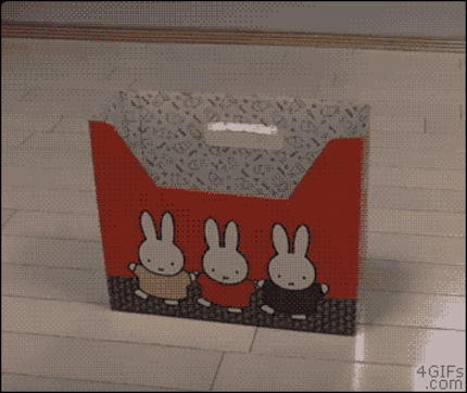 If it fits, I sits: non esiste scatola troppo piccola per me.