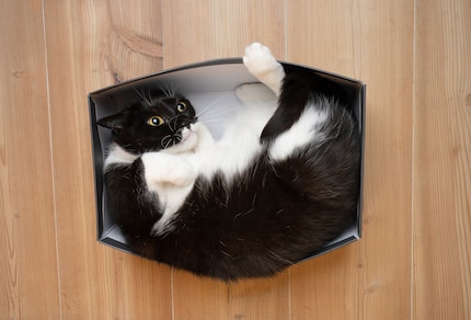 Non si è ancora scoperto il motivo per cui ai gatti piaccia infilarsi nelle scatole. Può darsi che i gatti, toccando il cartone su ogni lato, si sentano in un luogo caldo, sicuro e accogliente.