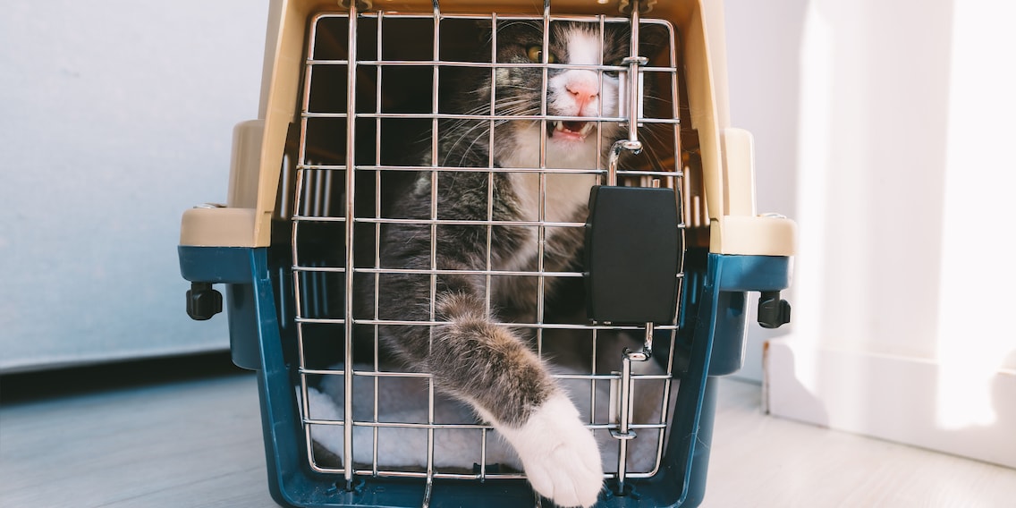 Il terrore della gabbietta: come portare il gatto dal veterinario senza stress