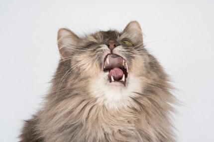 Hatschi! Auch Katzen leiden häufig an Heuschnupfen.