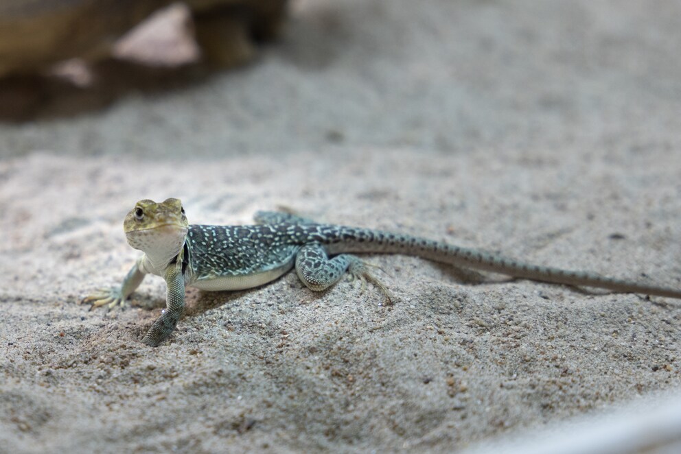 Le lézard à collier séduit avec ses couleurs vives. 