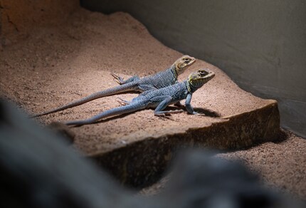 The collared lizard has already found its other half. 