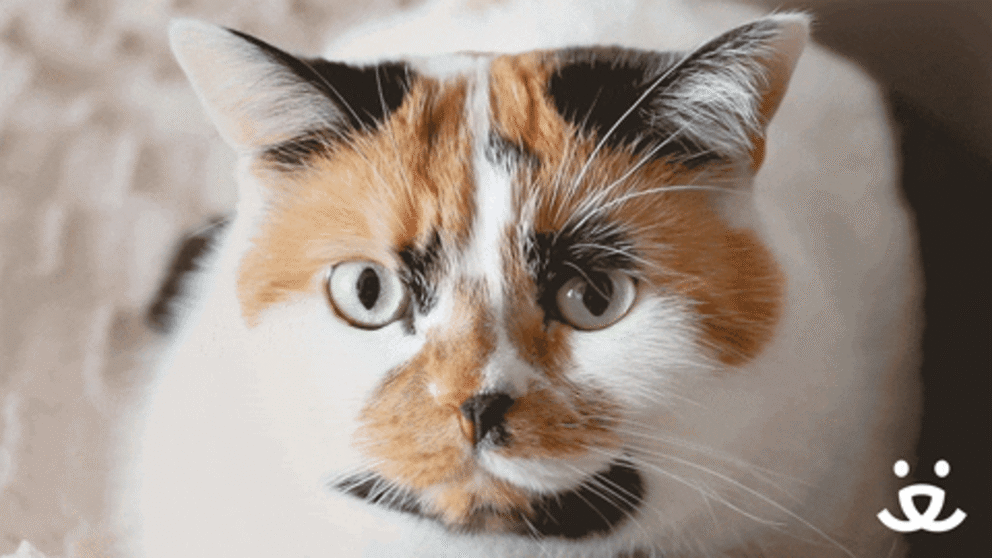 Gif: giphy.com