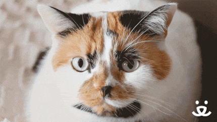 Gif: giphy.com
