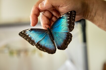 La farfalla Morfo sulla mano di Marc de Roche è blu solo nella parte superiore delle ali.