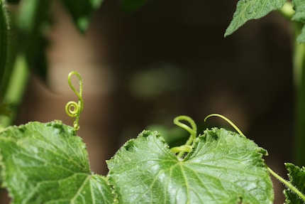 Plants and music are closely linked.
