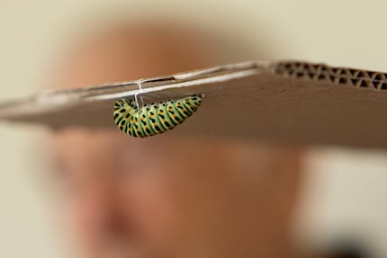 When the caterpillar is about five centimetres long, it’ll pupate.