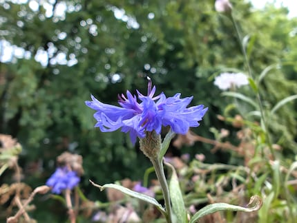 With macro mode, you can get close-ups of flowers, for example.