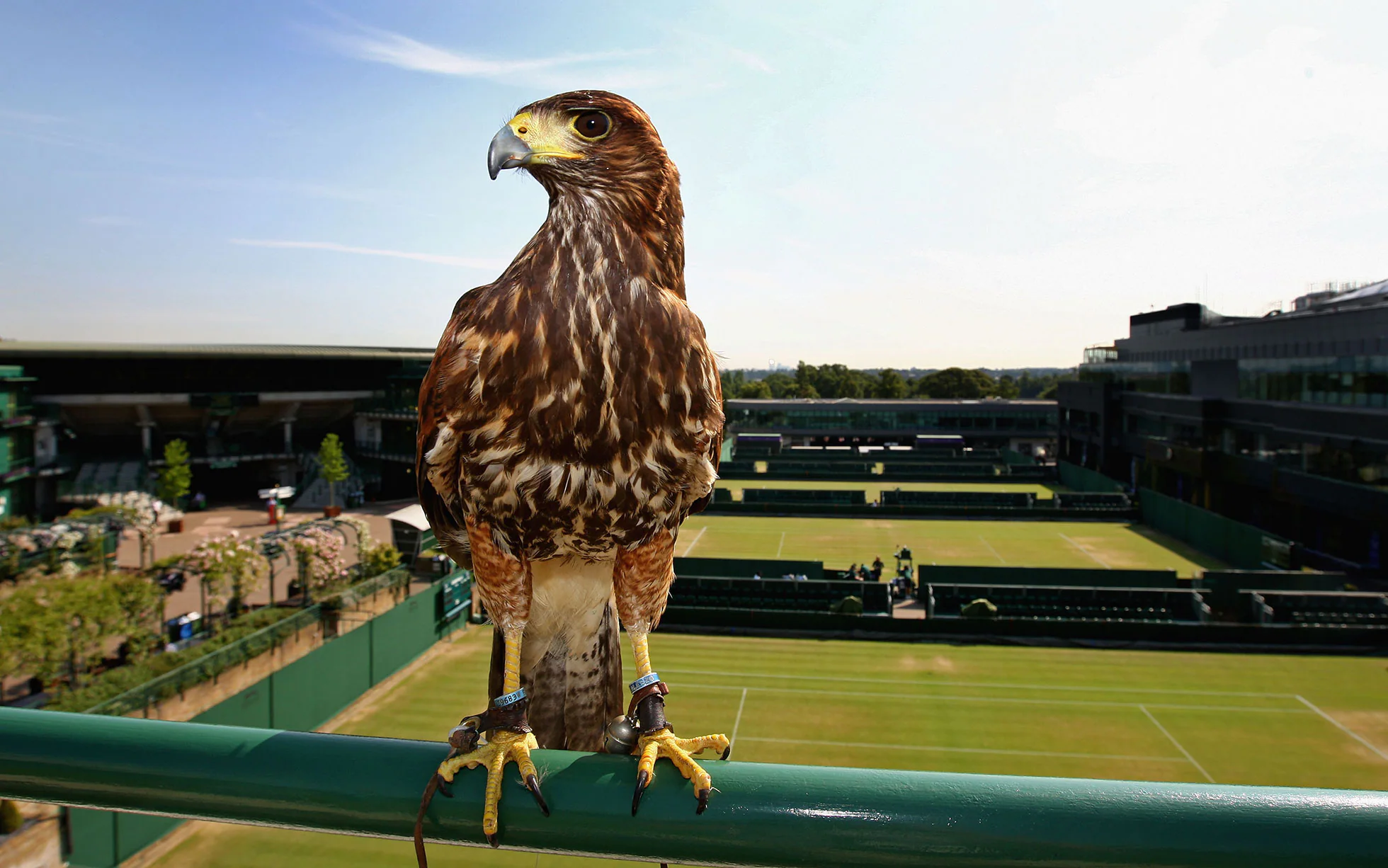Rufus, la poiana del deserto, fa una breve pausa sul Centre Court.