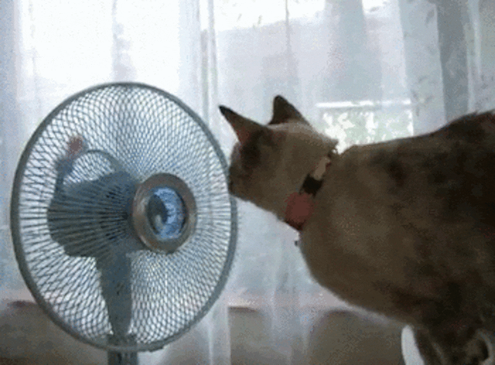 Aussi drôle que cela soit, ce n’est pas sans danger pour l’œil du chat.