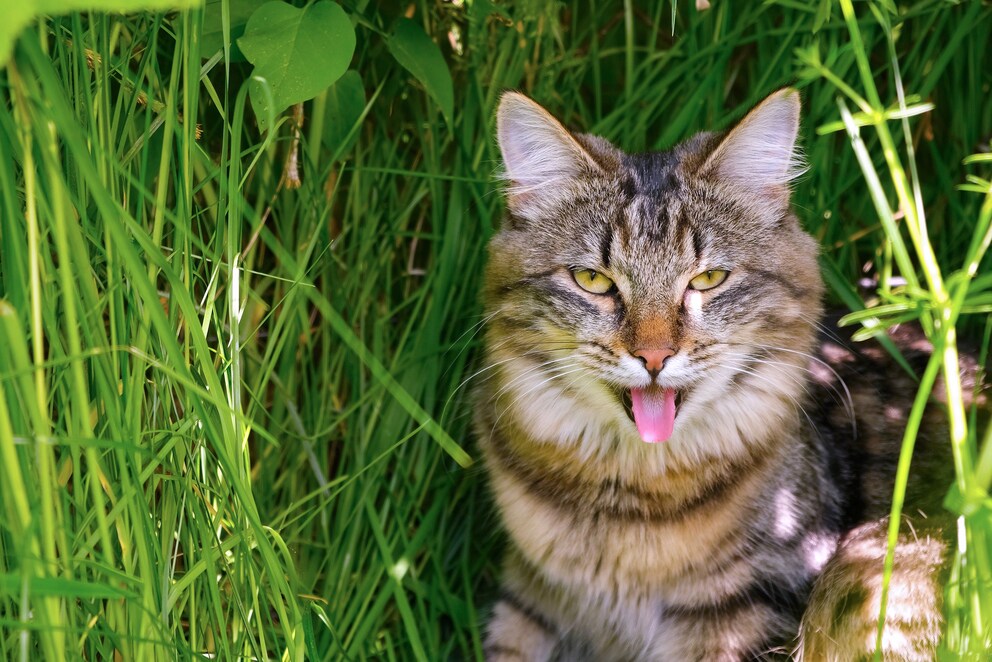 En cas de forte chaleur, les chats halètent comme des chiens.
