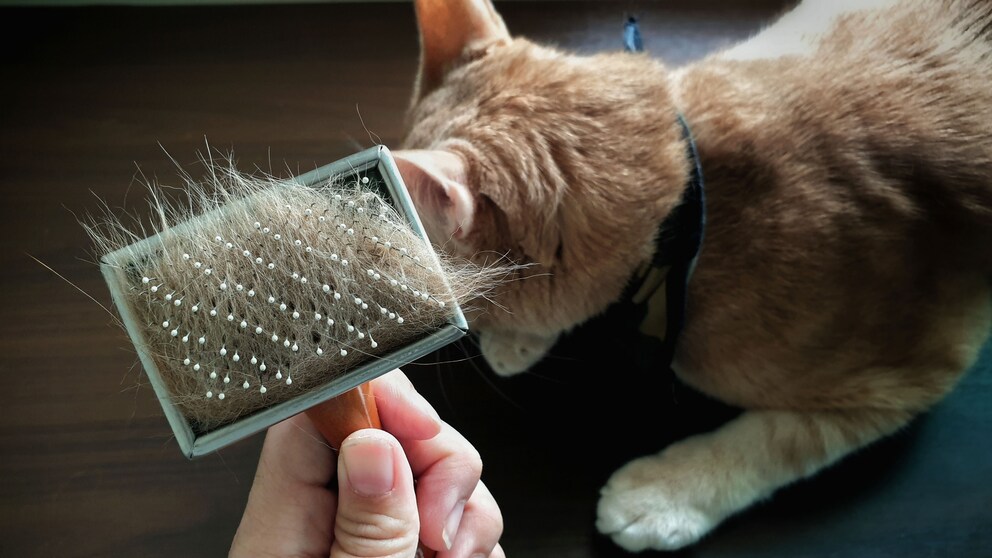 La brosse vous permet d’enlever l’excès de poils du pelage.