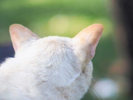 Les oreilles des chats sont particulièrement sensibles ; et pas seulement aux coups de soleil.
