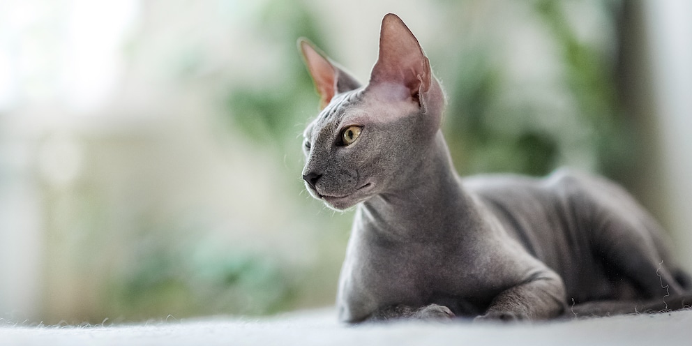 A hairless cat’s beauty is a matter of opinion, but its exposure to the sun isn’t.