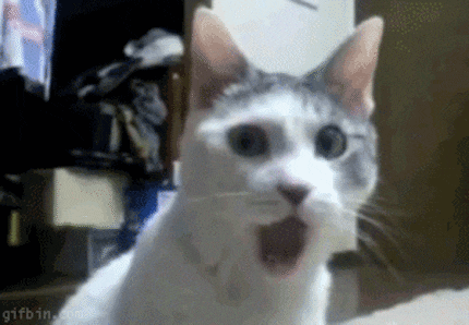 Même le chat n’en revient pas.