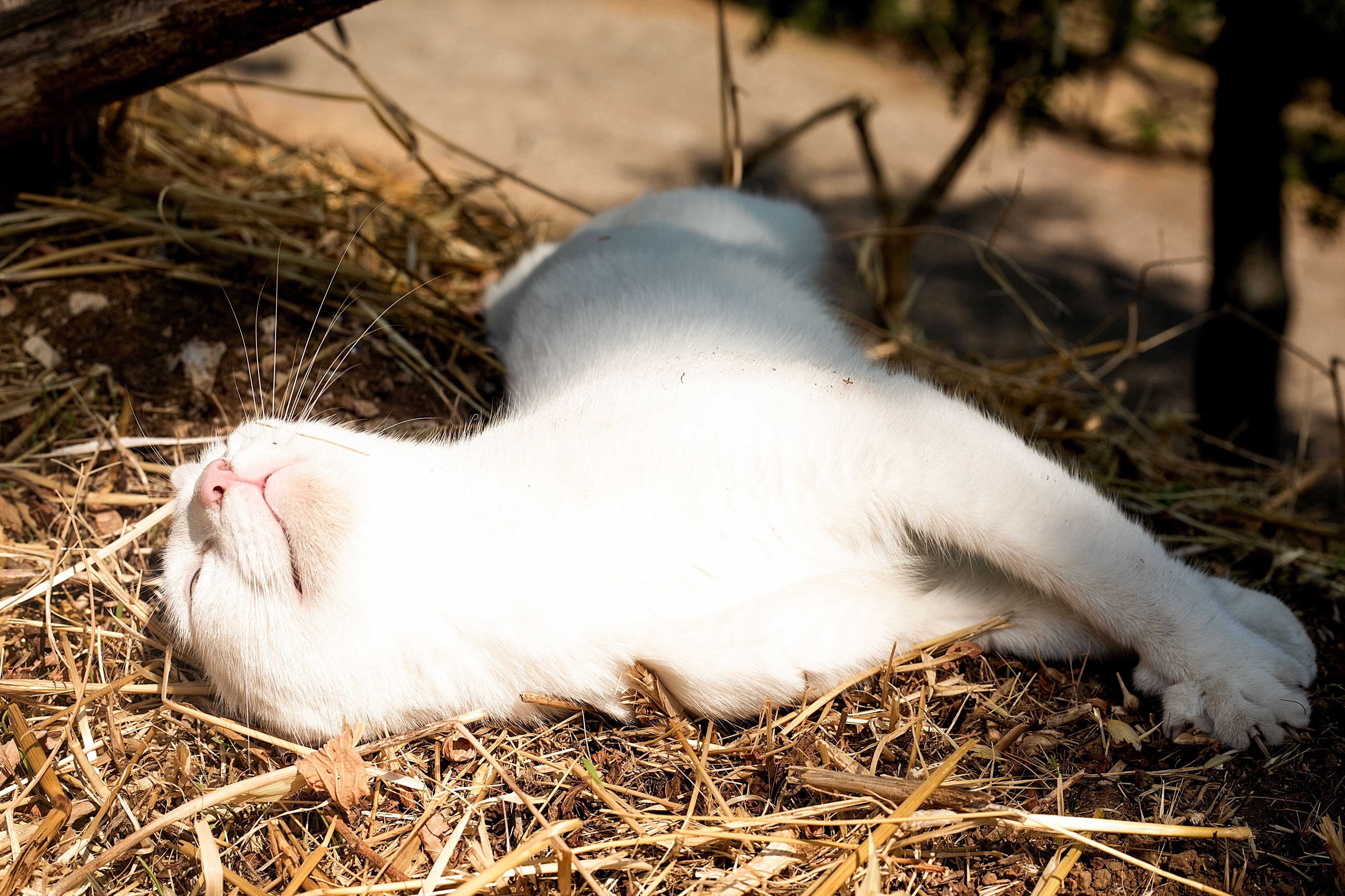 Cat sunscreen cheap